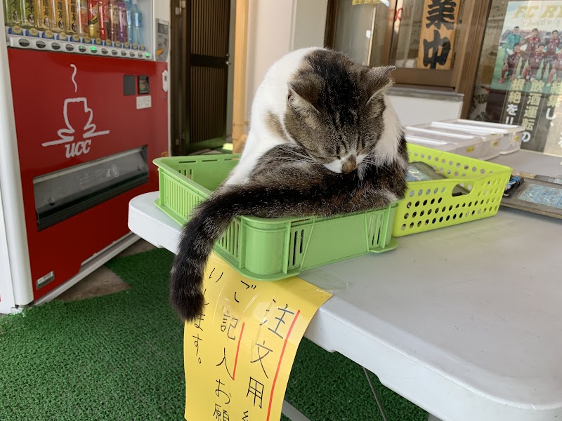 注文用紙に乗る猫