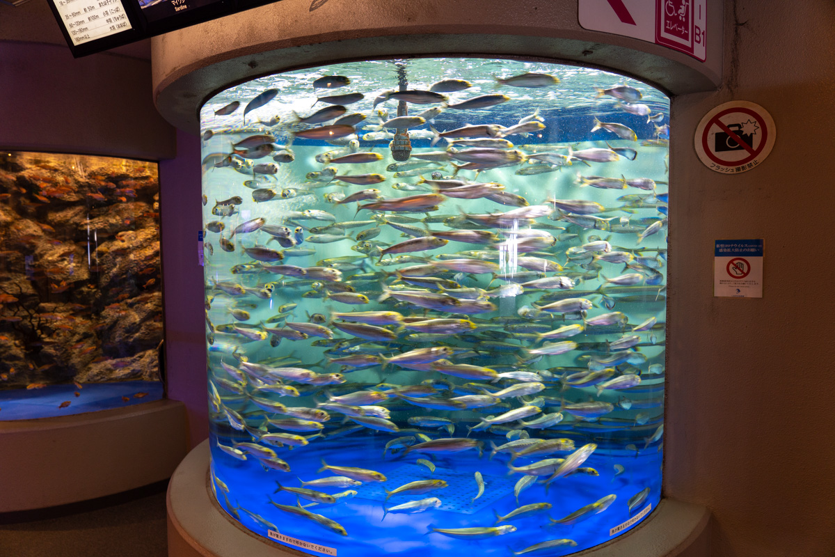 しながわ水族館の館内