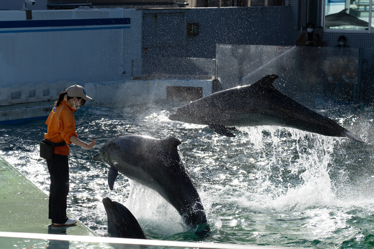 しながわ水族館のイルカショー
